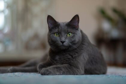 approivoiser un chat 1