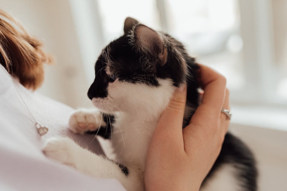 approivoiser un chat 3