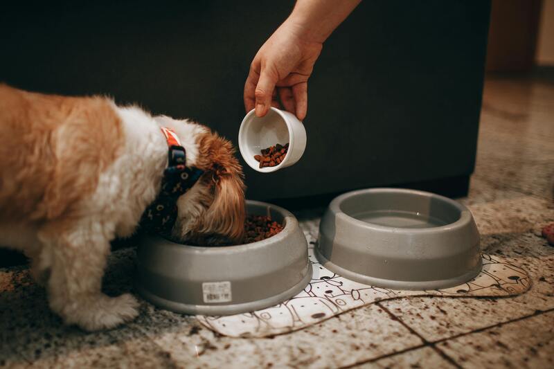 croquette chien