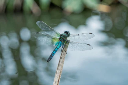 Libellule bleue posée sur un roseau au bord d'un étang, symbole de transformation et de loi de l'attraction