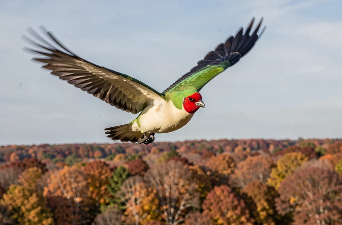 Oiseau vert à tête rouge en plein vol au-dessus d'une forêt automnale, ailes déployées visibles