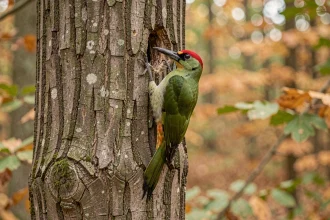 Pic vert accroché à un tronc de chêne en forêt française, plumage vert vif et calotte rouge bien visible