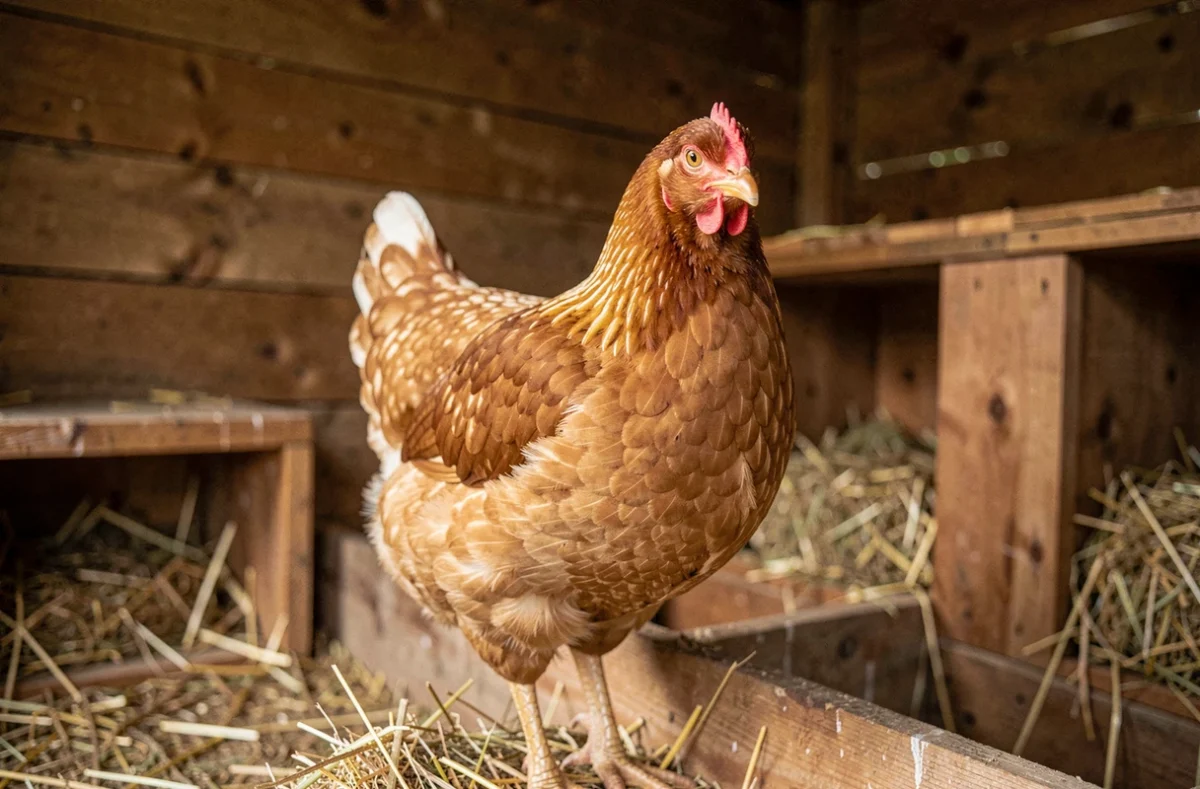 Poule pondeuse Leghorn dorée perchée sur un nichoir en bois à l'intérieur d'un poulailler traditionnel
