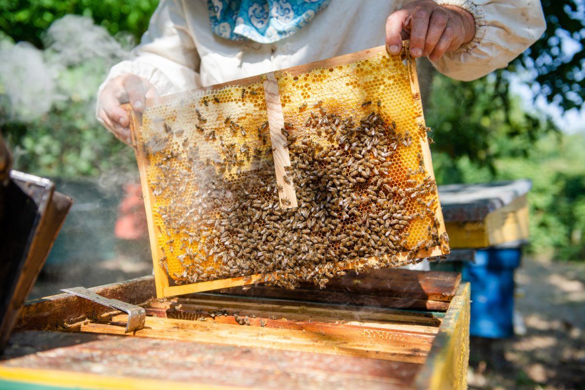 ruche abeilles